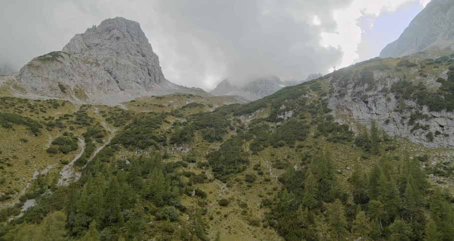 Trees grow along the side of a mountain