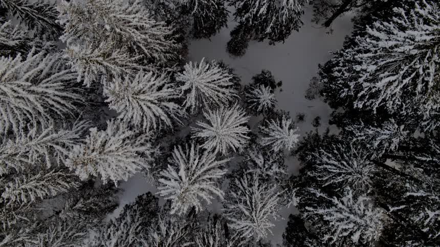 A top down view of trees in a forest that are covered in snow