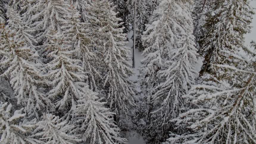 The trees in the forest are tall and covered with snow