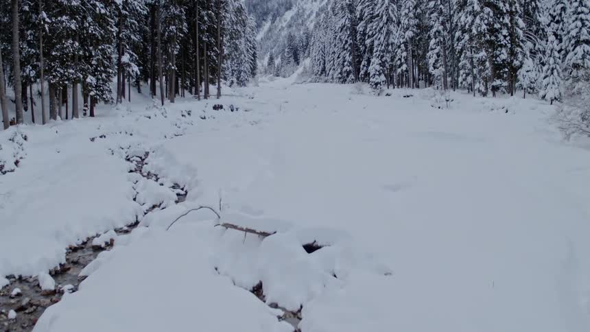 Snow is covering the forest area