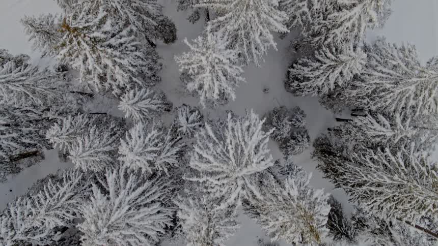An aerial view of a fir forest