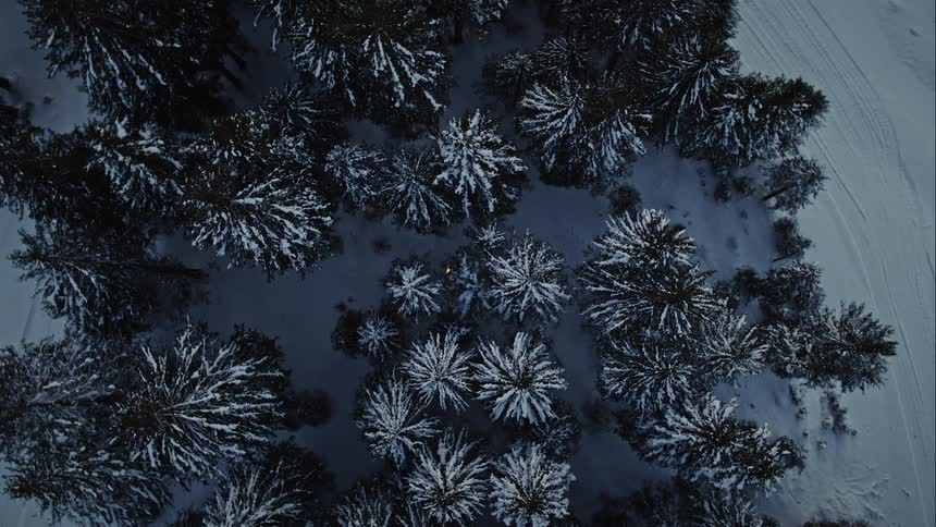 Snow covered trees