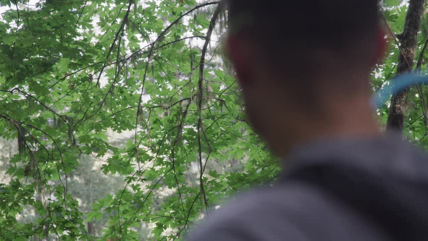 Man looks at the trees in the woods