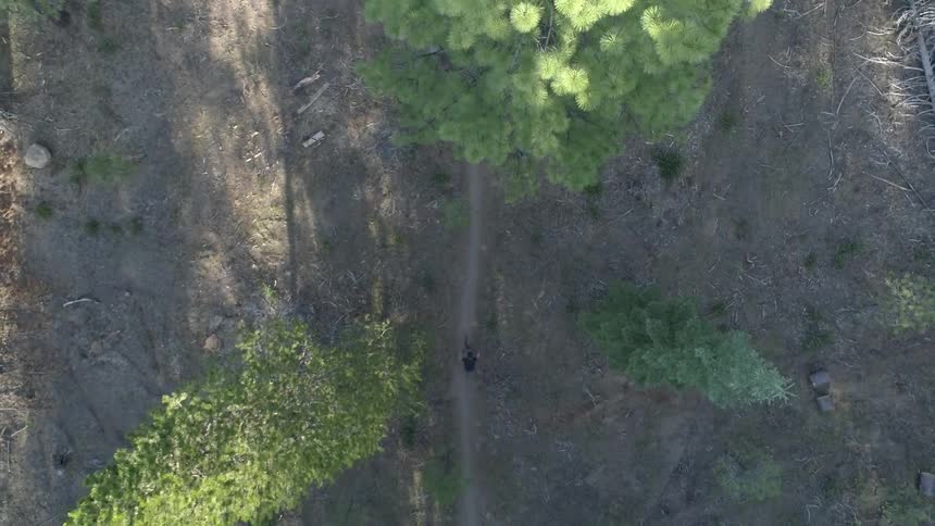 Man rides a bike on the forest track in the woods