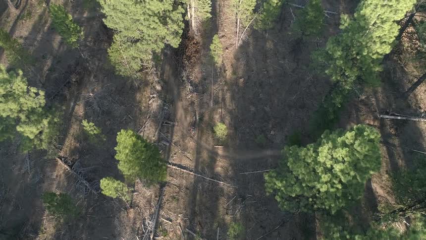 A person on a bicycle rides on a trail through the woods