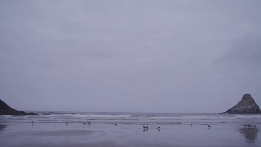 A group of birds walk along the coastal beach