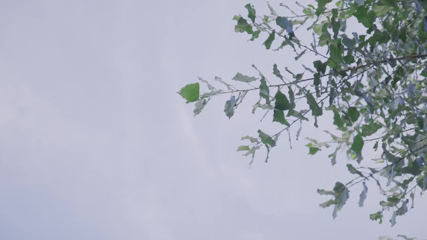 A scene of a leaf at tree