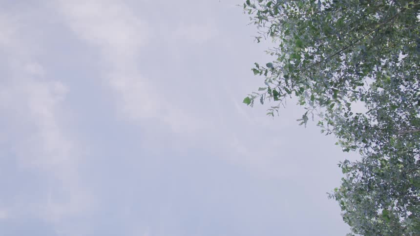 Tree branches and leaves in the wind against a blue sky