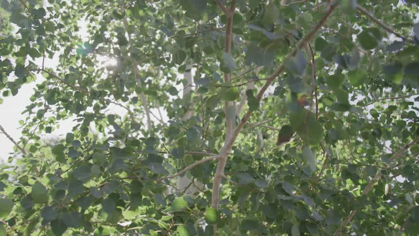 A scenery of a windy tree