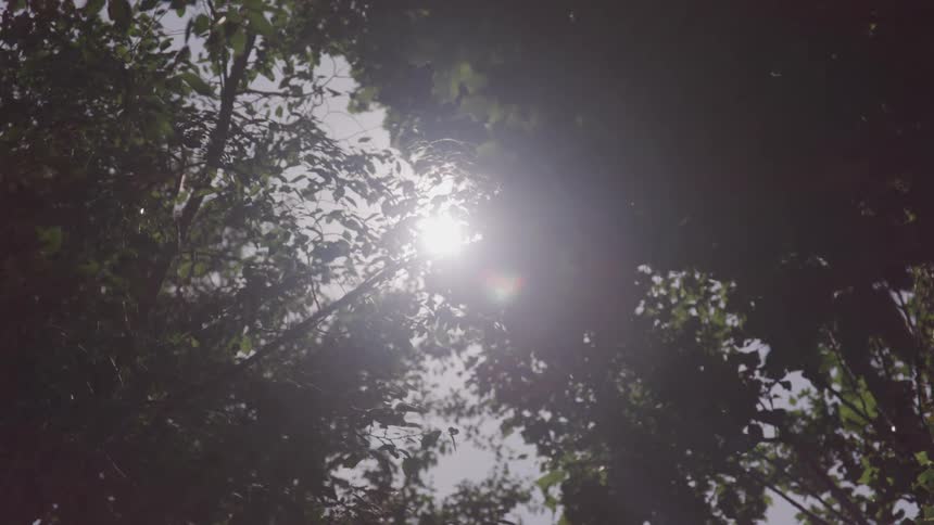 Sunlight shining through tree branches