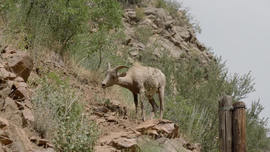 A mountain goat at the mountain