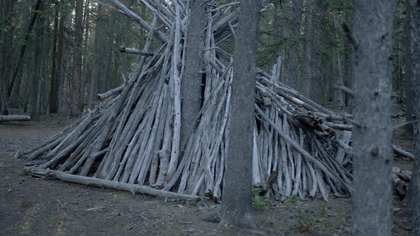 A large pile of cut down tree trunks