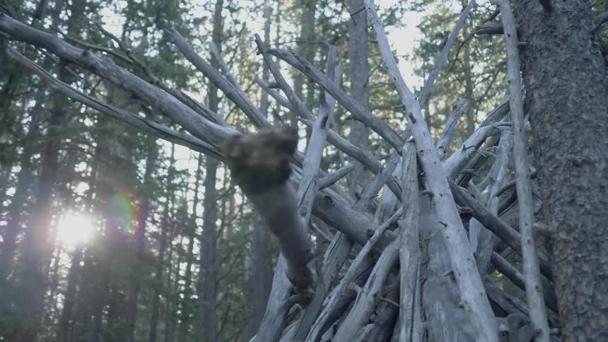 A scenery of a flare through a forest