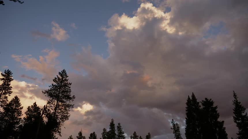 A time lapse of fir forest