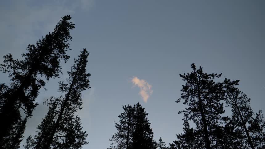 Tree tops and branches against a blue sky with a cloud