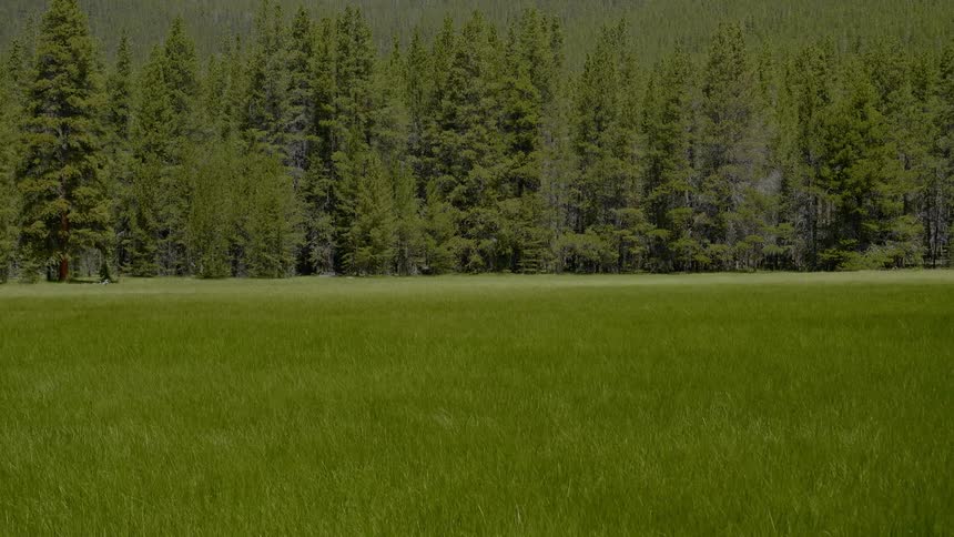 Wind blows through lush green grass in front of a forest