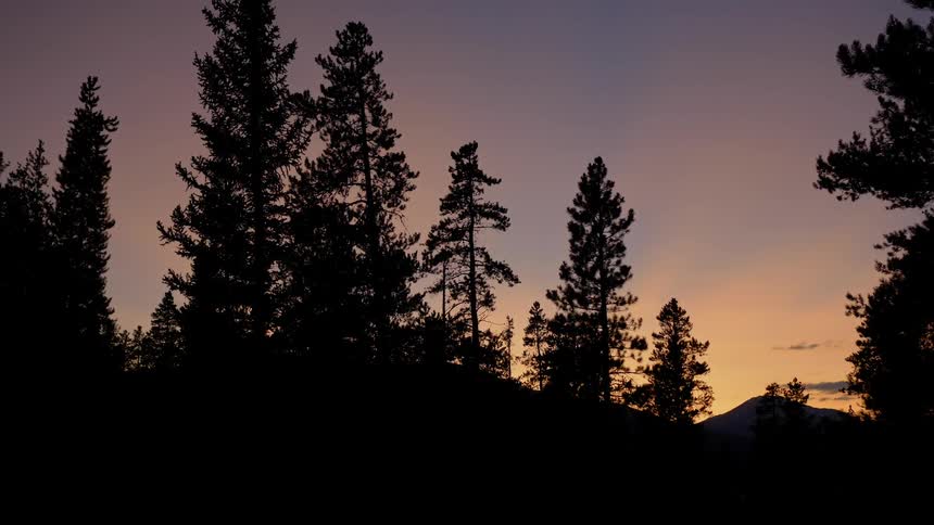 Silhouette of fir forest at dawn