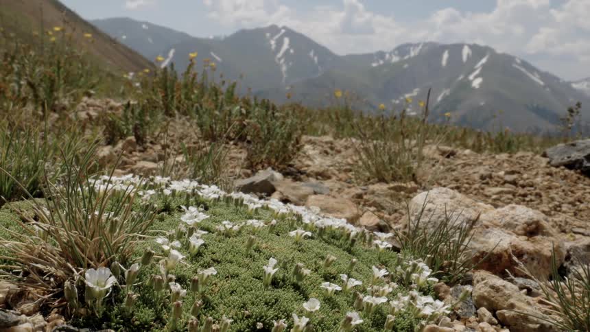 Flowers and weeds grow in a field near a mountain range