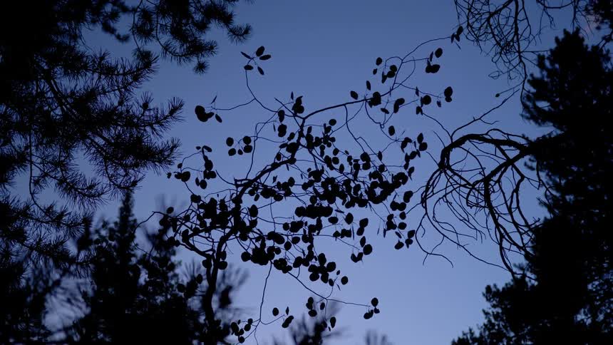 Worms eye view of branches and trees