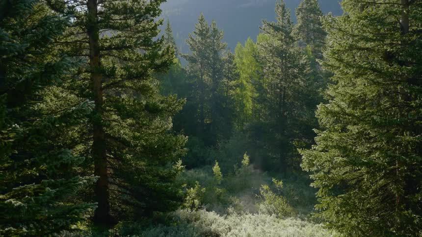 A forest full of trees and grass leading to a mountain range