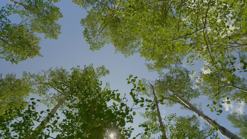 Sun streams through the trees in the woods