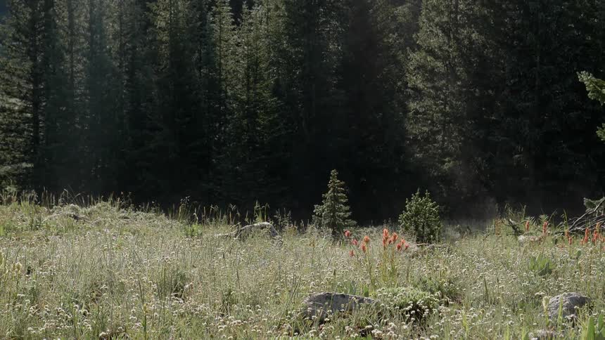 Smoke rises from a field full of tall grass that is located next to a tall forest
