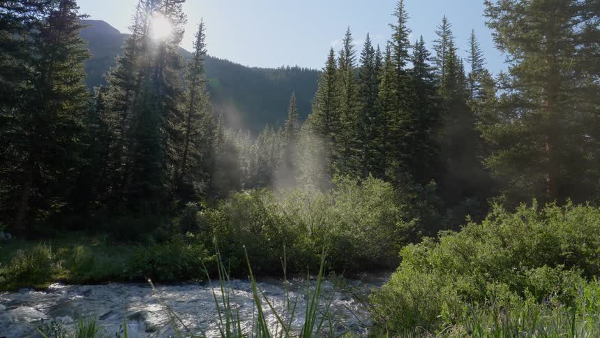 A scenery of a river in the middle of fir forest