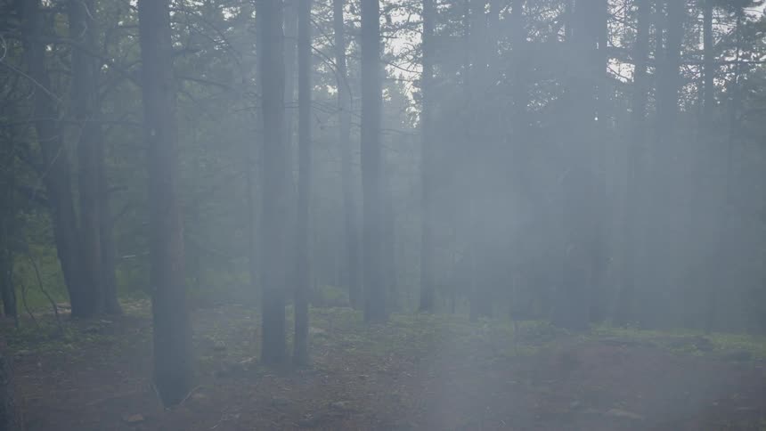 Foggy shot in the woods