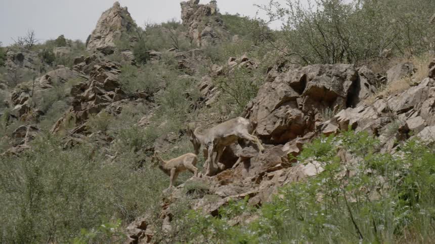 Mountain goats climbing down a hill