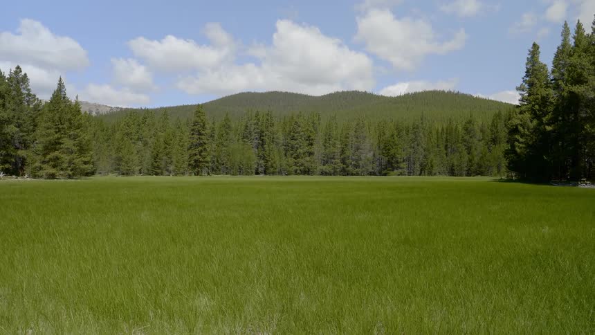 The grass blows in the breeze near the trees and mountain