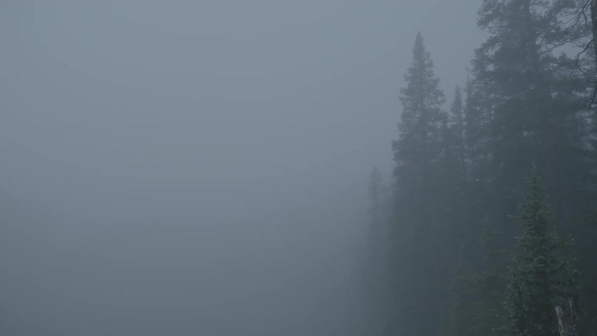 The treeline of a pine forest under a heavy fog