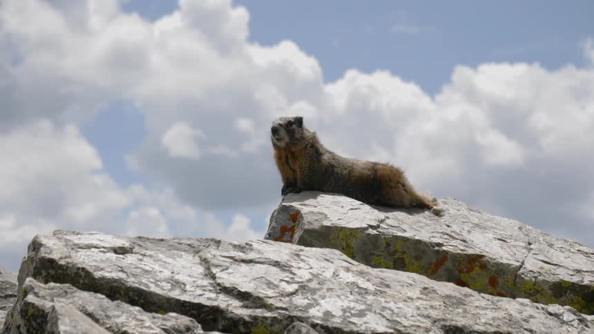 A weaver rest on top of a rock