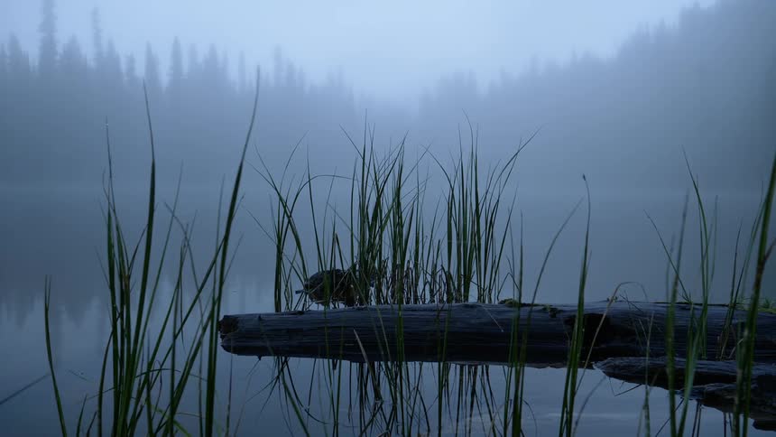 Driftwood and grass on the edge of a fog covered lake