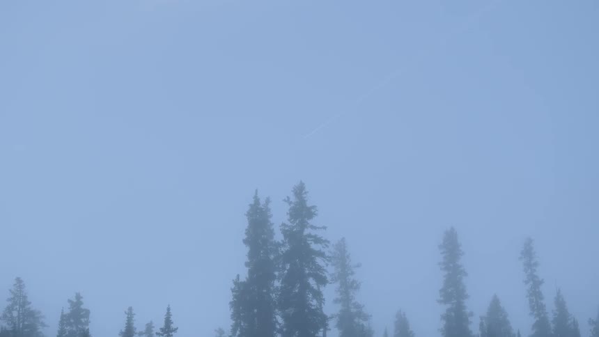 A misty forest scenery