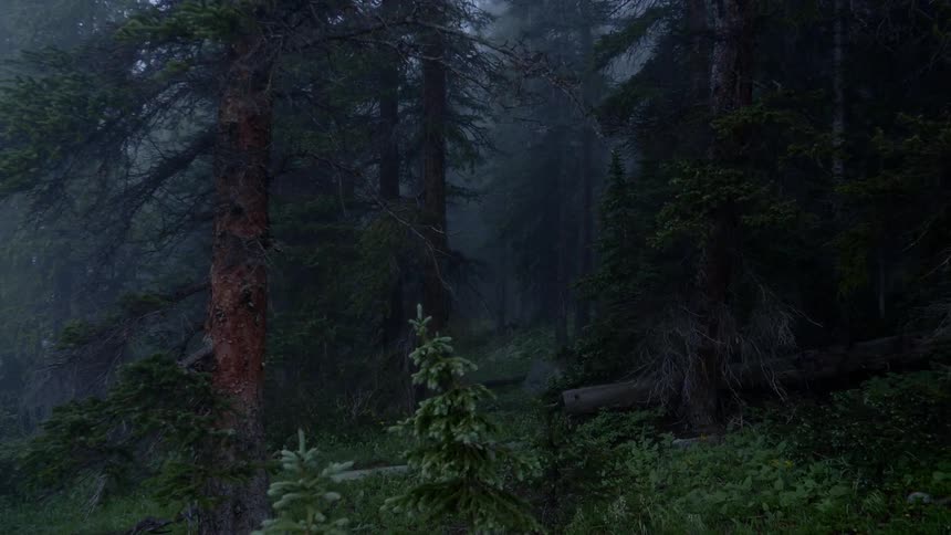 A thick fog causes a dense green forest full of tall trees to be very eerie looking