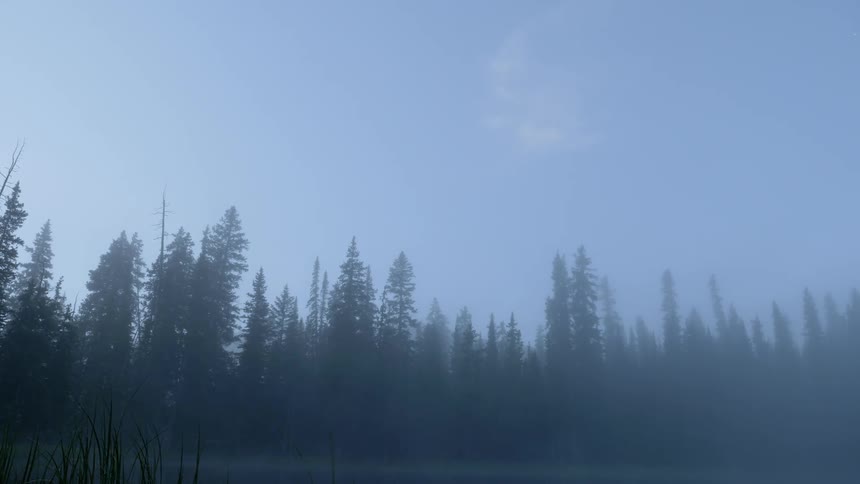 Trees against a blue sky on a hazy day