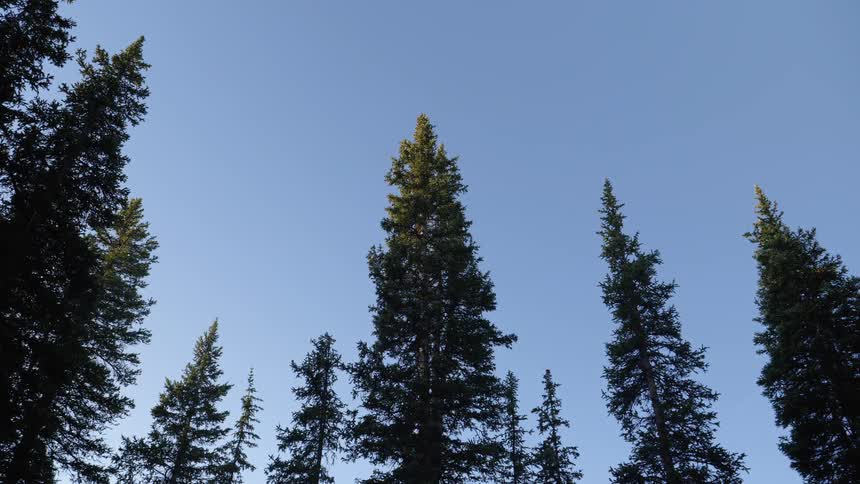 Pine trees stand tall in a forest