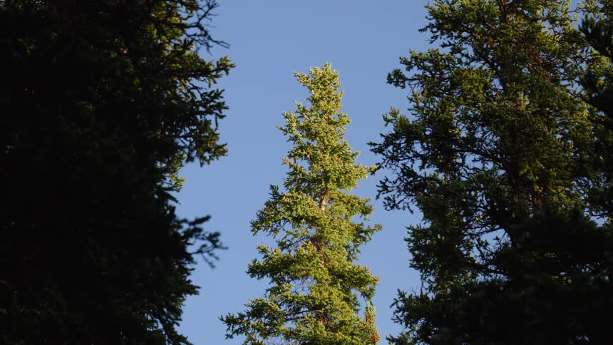 A view of a fir tree