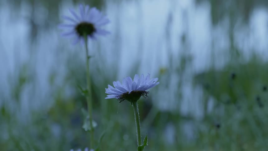 The white flowers move in the wind