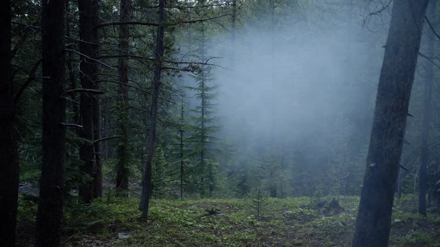 A column of gray smoke moves swiftly through a forest of tall trees
