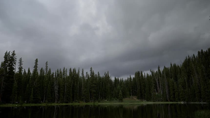 A scenery of a fir forest
