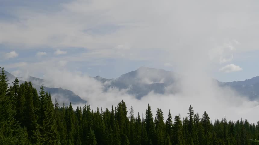 An evergreen forest sits before a huge mountain range covered in clouds