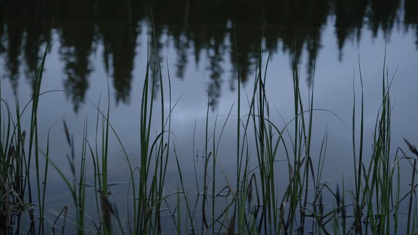 Trees reflecting in the water