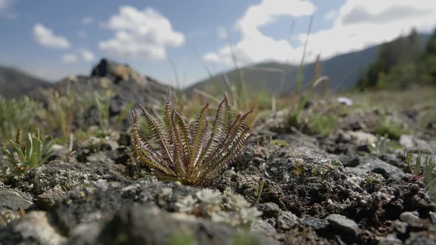 A static shot of a plant