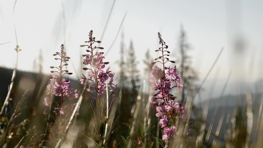 A close up view of a petals in a grass land