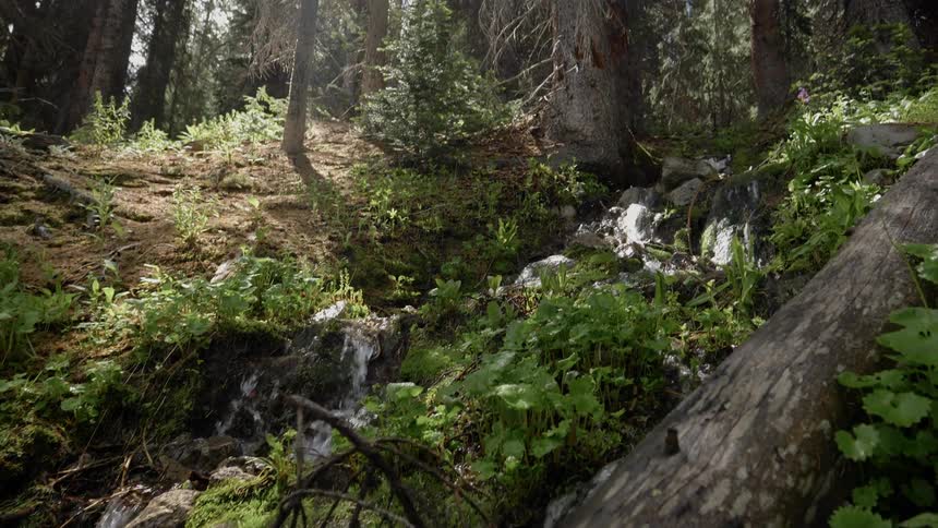 Within a thick green forest there is water cascading down a rocky slope that is covered with vegetation