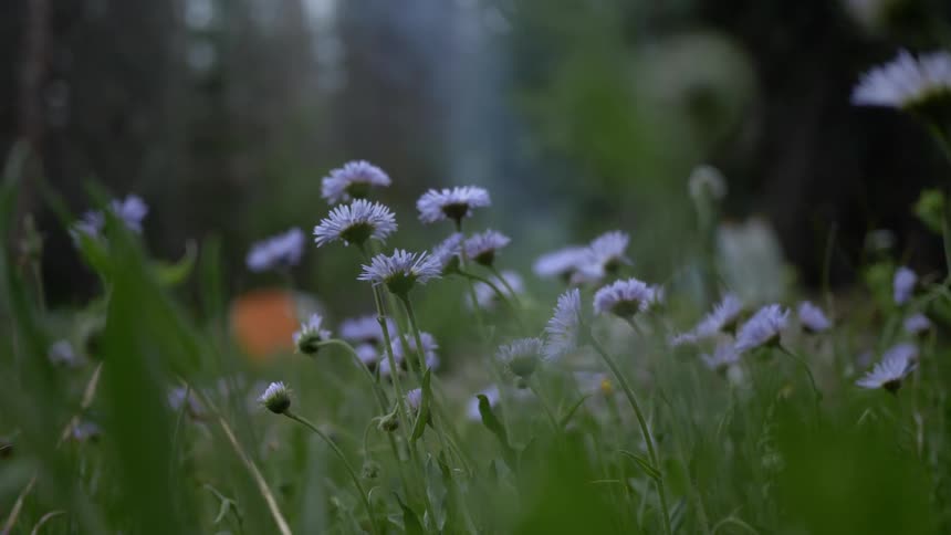 A field of flower blossom