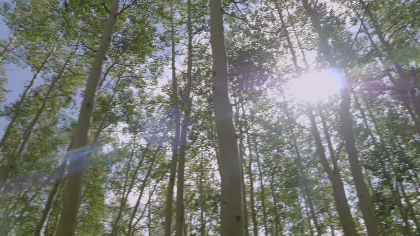 The sun shines through the trees and branches