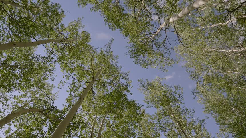 The trees stand tall under a blue sky