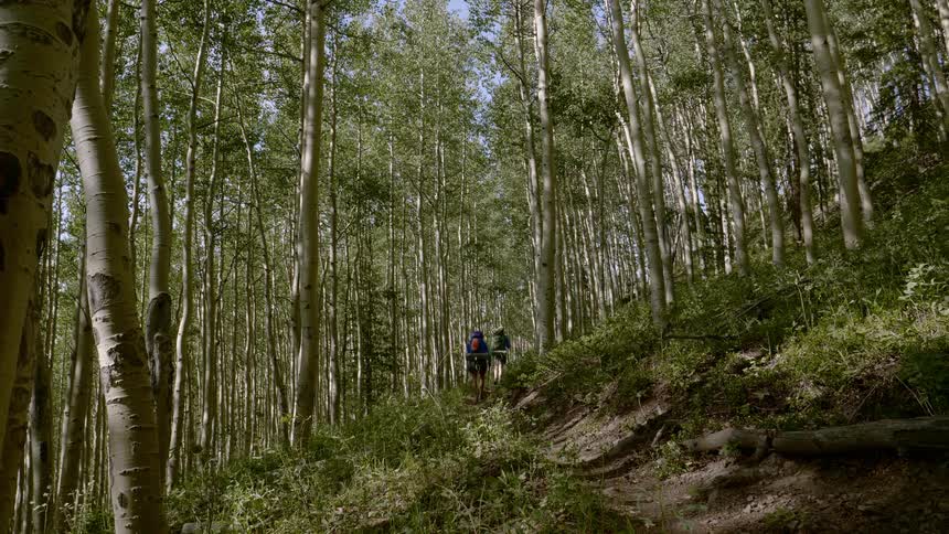 Two people hike a path through a heavy wooded area